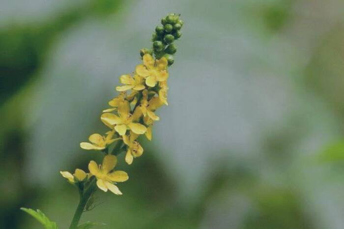 خواص آگریمونیا