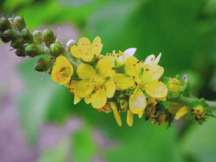 گل آگریمونیا