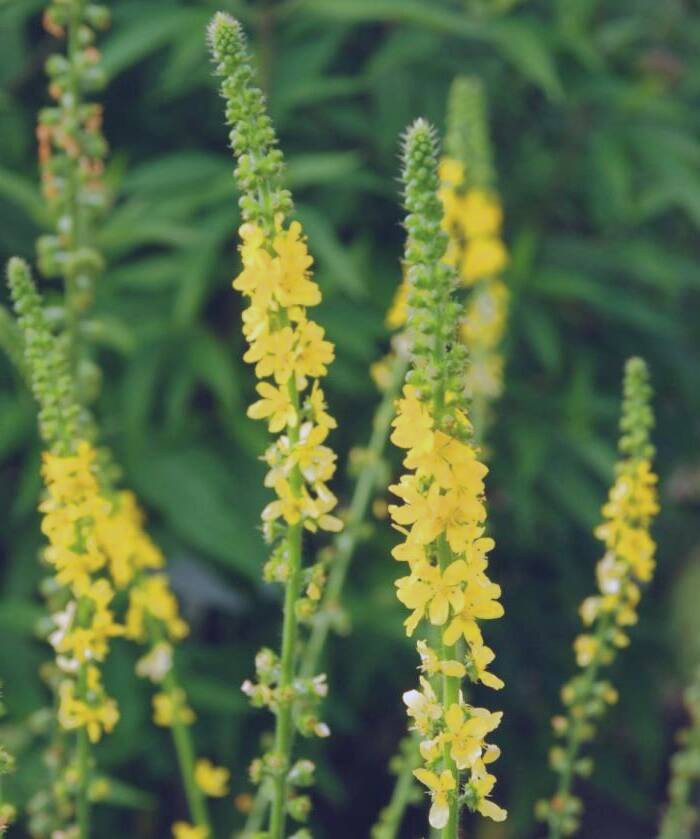 عوارض آگریمونیا