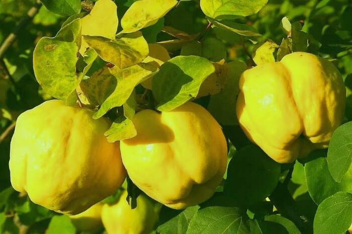 خواص به لیمو