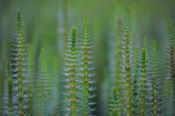 درمان گیاهی ضعف پاها