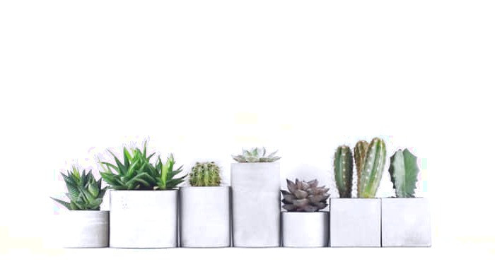 گیاهان داخل منزل