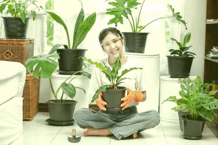 تاثیر گیاهان آپارتمانی