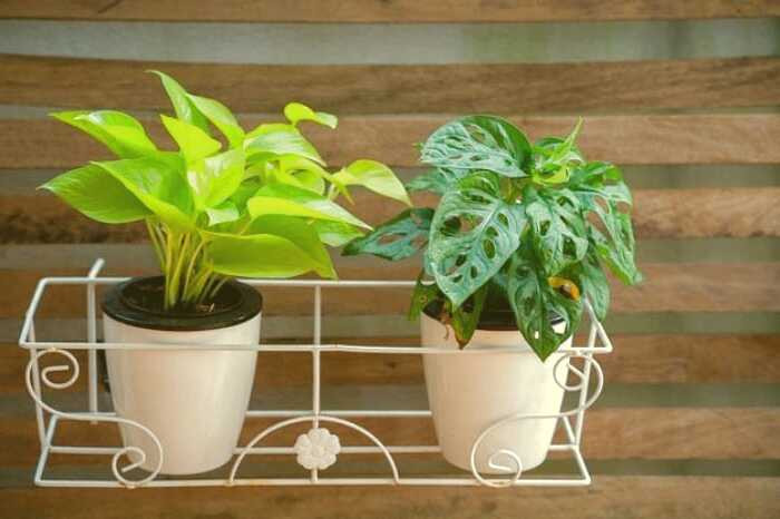 گیاهان آپارتمانی