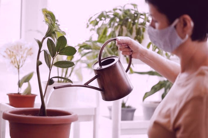 مزایای گیاهان آپارتمانی