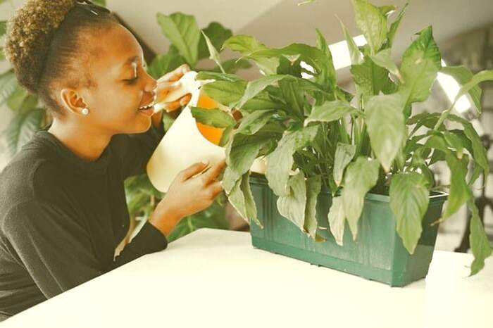 تاثیرات گیاهان آپارتمانی