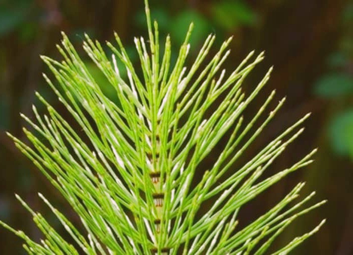 درمان بورسیت با گیاه دم اسب  گیاه دم اسب