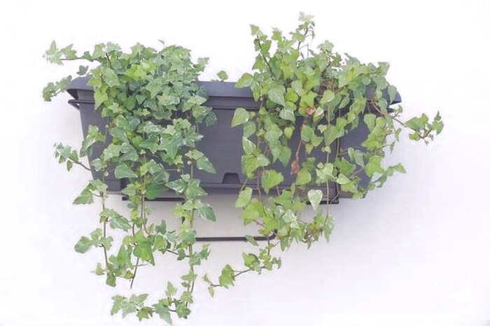 هدرا هلیکس برای شربت پروسیان هدرا هلیکس