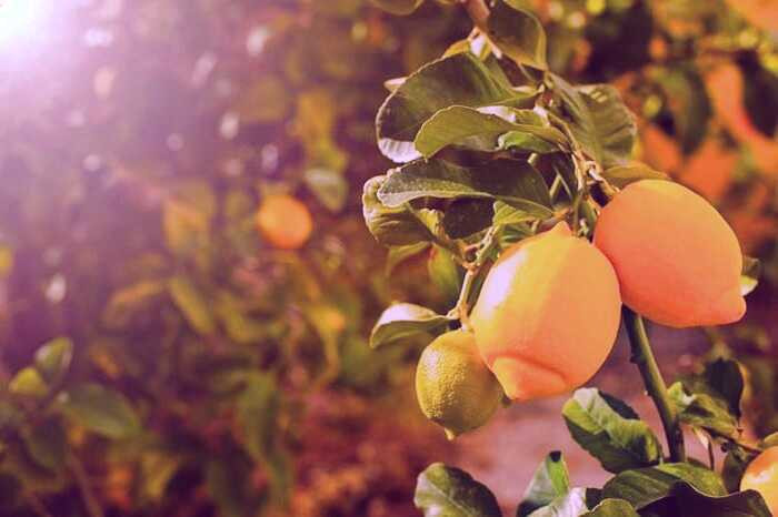 پوست لیمو ترش برای صورت فواید پوست لیمو