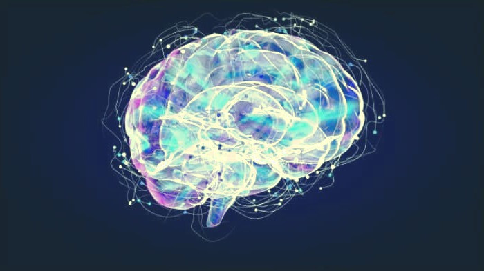 تاثیر تغذیه بر عملکرد مغز تاثیر غذا بر هوش