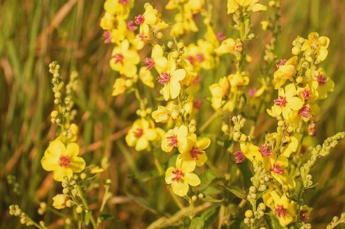 درمان گیاهی عفونت گوش با گل مولین گل مولین