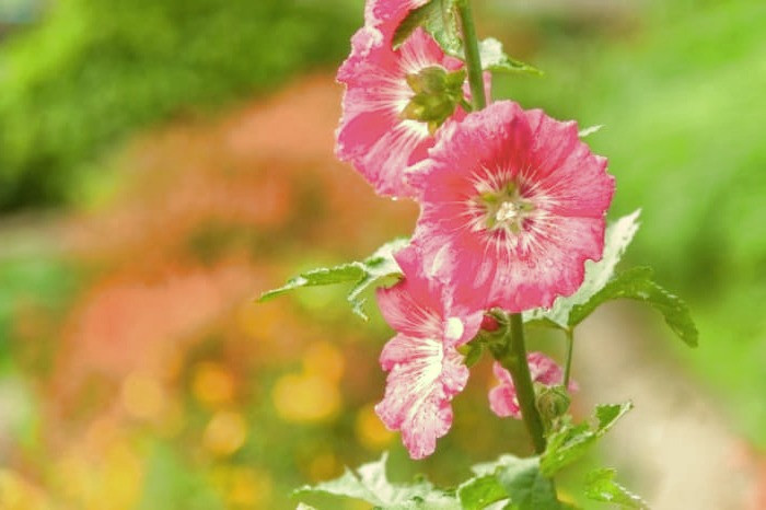 درمان خانگی گلو درد