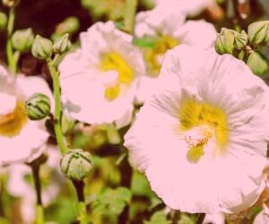 انواع ماسک گل ختمی برای پوست و مو - راهنمای کامل