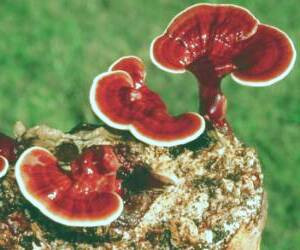 گانودرما: کشف شگفت‌انگیز خواص درمانی قارچ