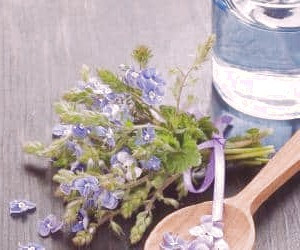 عرق کاسنی: مزایای سلامتی برای همه - از مردان و زنان تا دوران بارداری