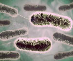 بررسی شیوع ویروس های روده ای در کودکان