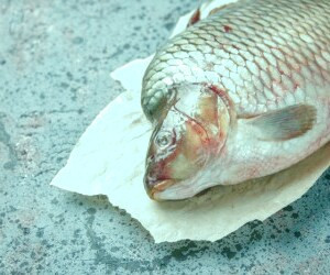 ماهی با چشمان عجیب و غریب - آلوده و بیمار