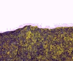 با استفاده از جلبک دونالیلا می توان سرطان را کنترل کرد