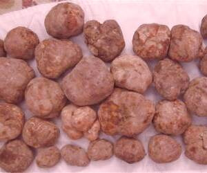 بررسی انواع قارچ های دنبالان، مزایای قارچ های دنبالان سفید و سیاه و عوارض آن ها