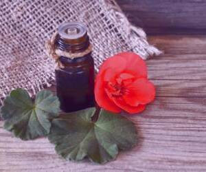 عطر و خواص درمانی روغن شمعدانی برای سلامت و زیبایی