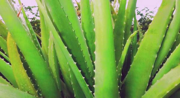 آلوئه ورا برای درمان آفت 