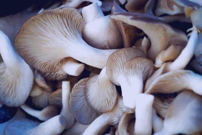 انواع قارچ صدفی