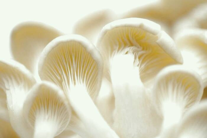 خواص قارچ صدفی