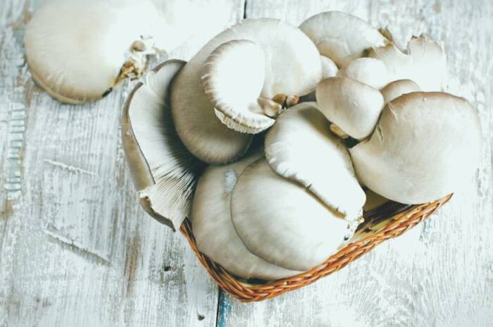 مصرف قارچ صدفی