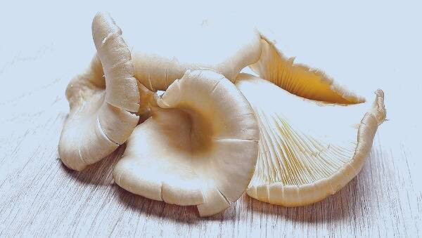 قارچ صدفی خوراکی