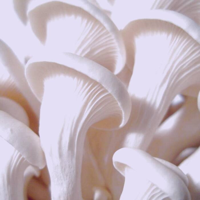 قارچ صدفی خواص