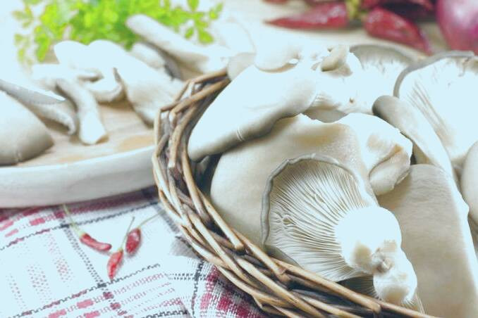 فواید قارچ صدفی