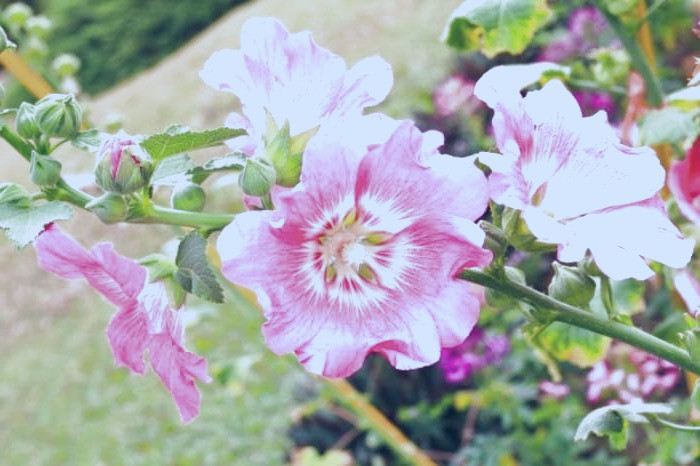 فواید ماسک گل ختمی