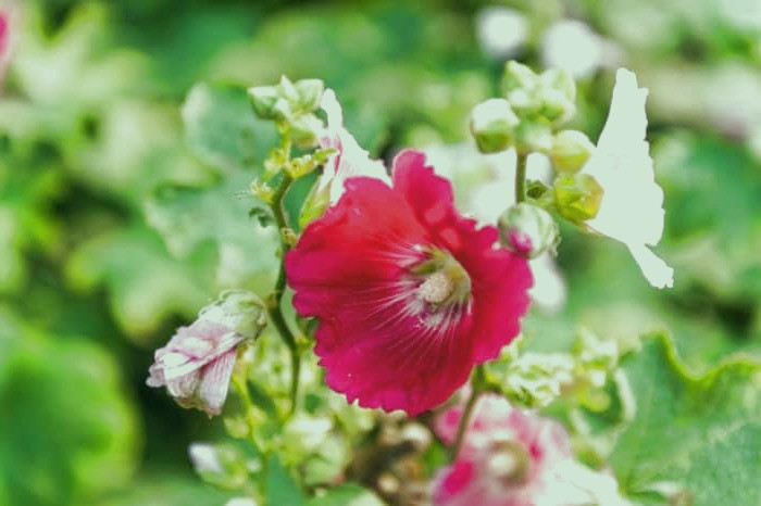 گل ختمی و بابونه