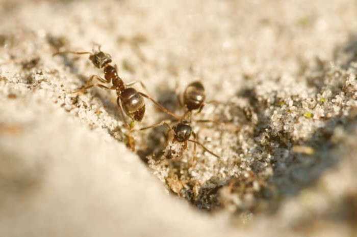 طِلا کردن مورچه ها