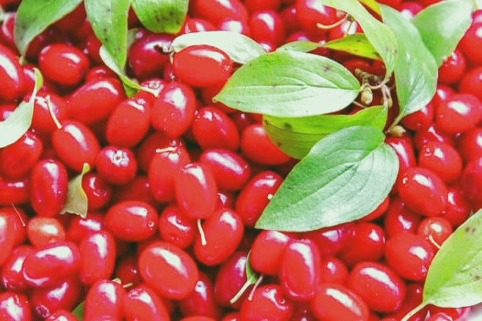 دانه های زغال اخته