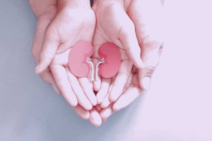 درباره پیوند کلیه