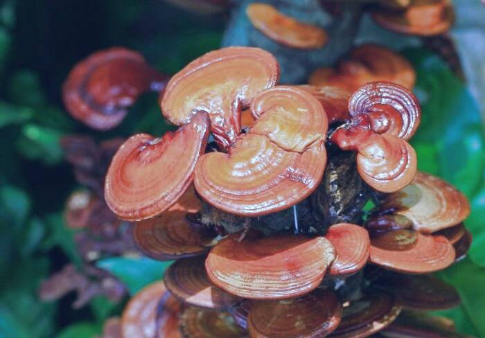 قارچ گانودرما