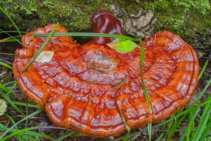 خطرات قارچ گانودرما