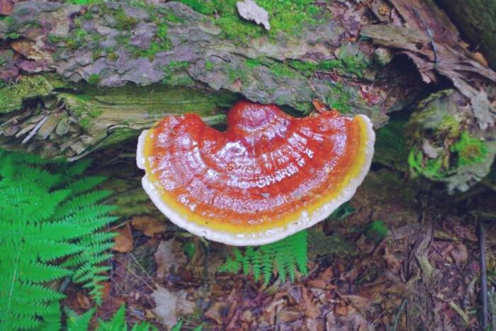 قارچ گانودرما و دیابت