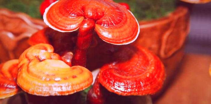 قارچ گانودرما