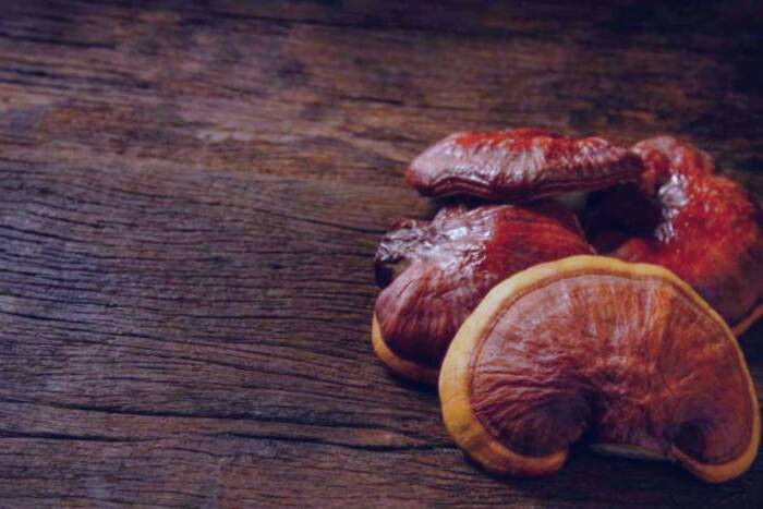 فواید قارچ گانودرما