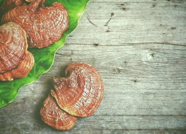 قارچ گانودرما چیست