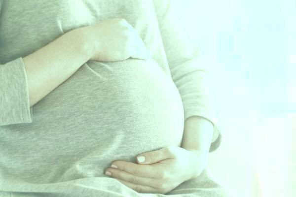 کاسنی در بارداری