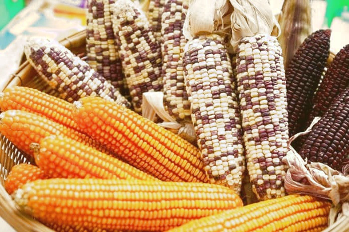 امگا3 در ذرت