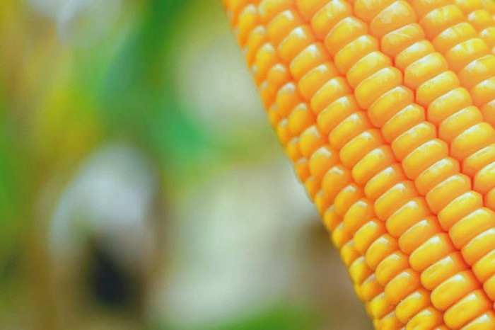 فواید روغن ذرت 