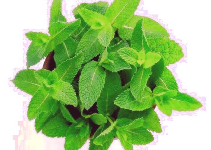 نعناع برای گرفتگی بینی 