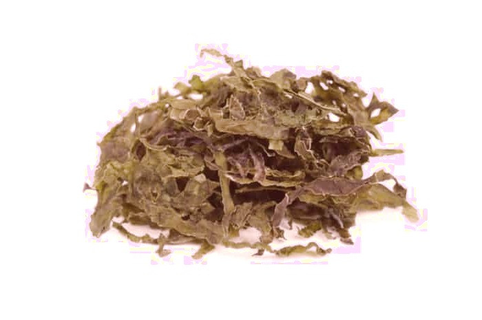 جلبک ضد سرطان