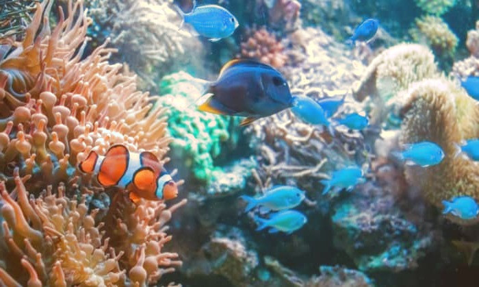 خواص جلبک دونالیلا 