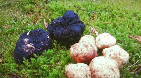 خواص قارچ دنبلان