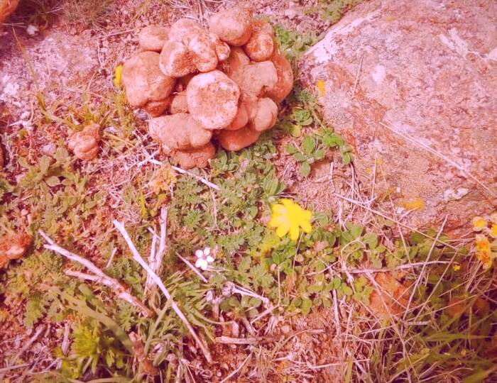 قارچ دنبلان